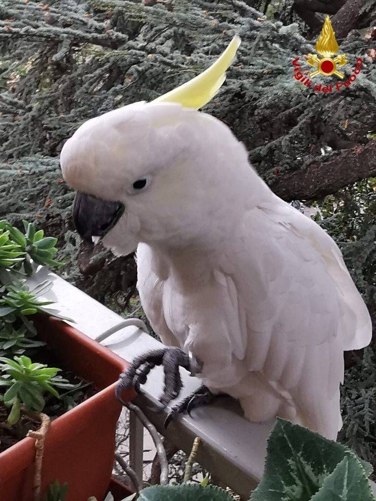 Pappagallo e pitone in fuga recuperati dai pompieri a Varese pappagallo