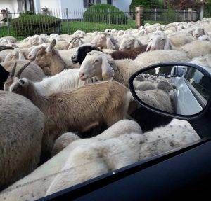 cogliate pecore 300x287