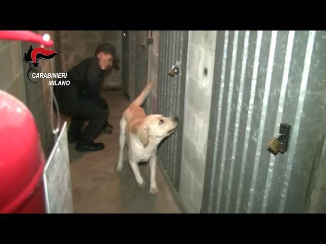 Droga nel doppiofondo in cantina, arrestata a Bollate donna di 60 anni | VIDEO sddefault 3