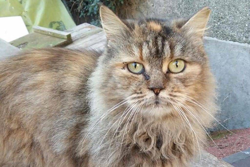 Salvata dal terremoto di L’Aquila: la gatta Titti uccisa da pirata della strada a Monza enpa monza terremoto 1 1 1024x684