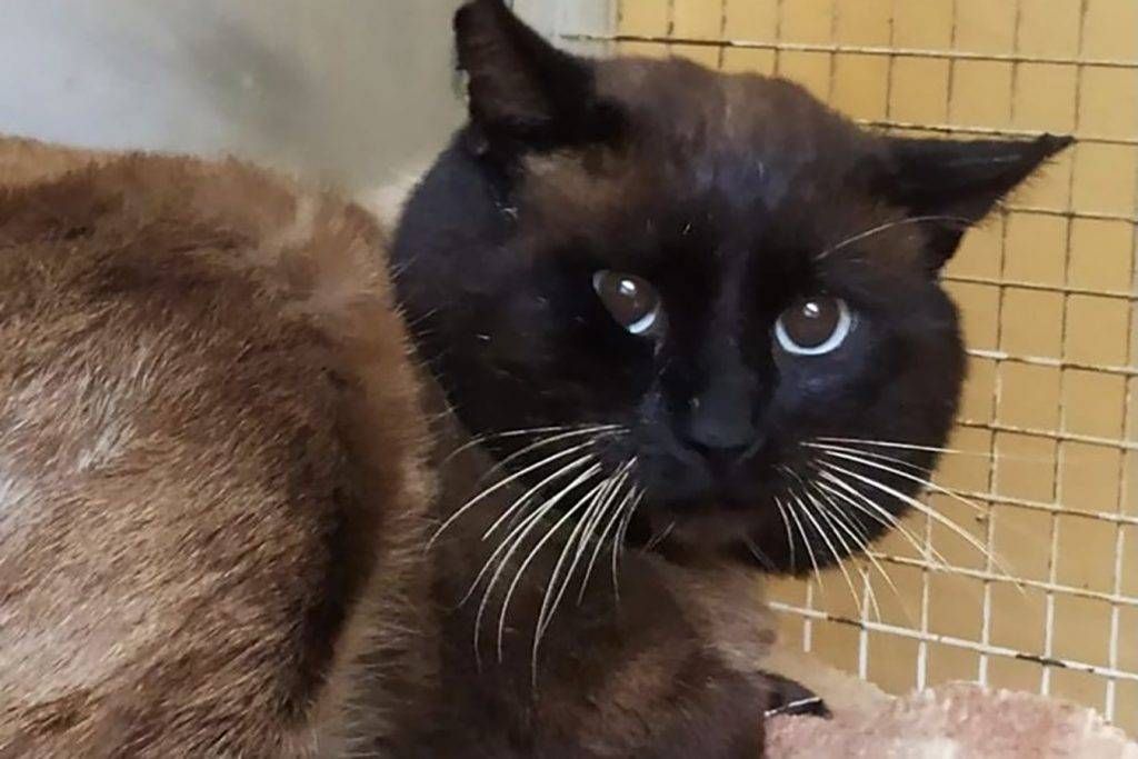 gatto lazzate 1024x683