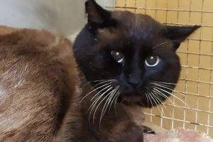 gatto lazzate 300x200