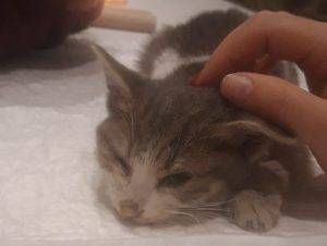 IMG 20191204 WA0092 300x226