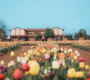 tulipani steflor paderno 300x266