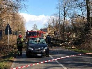 lazzate pianta caduta auto
