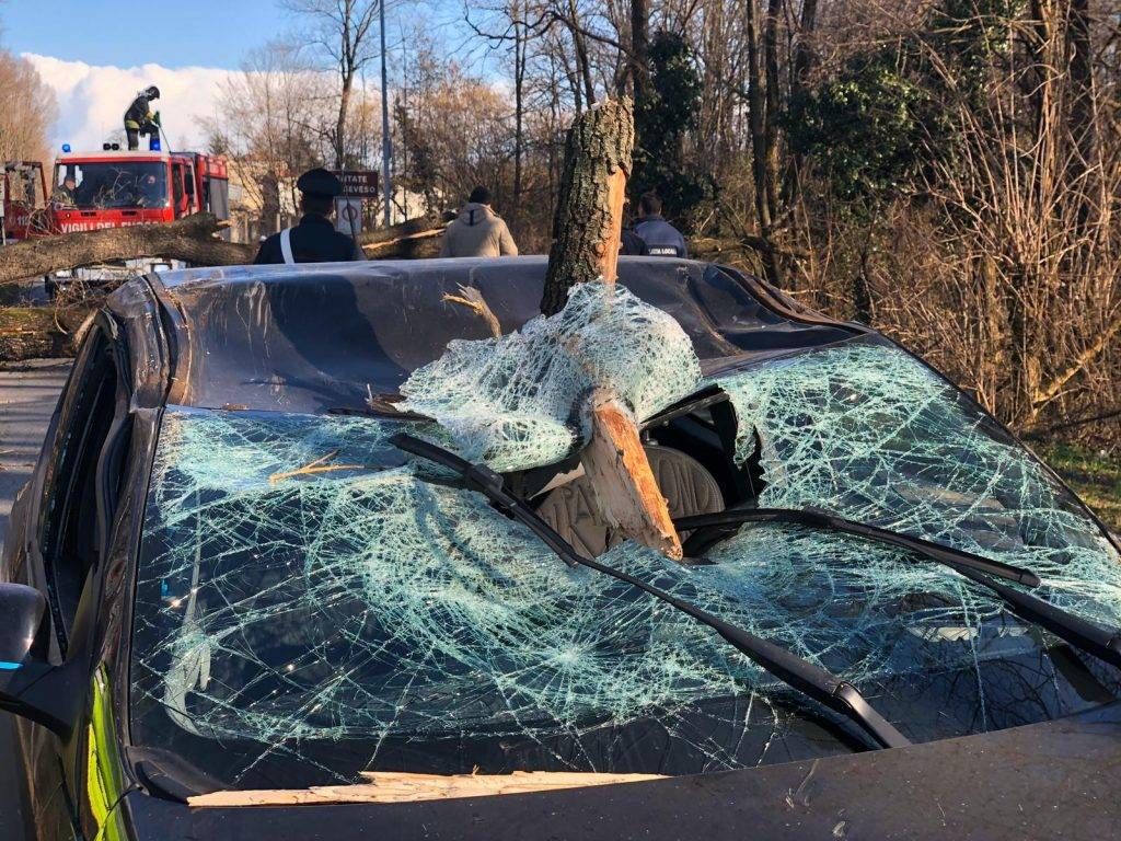 LenPiantaCaduta2 1024x768