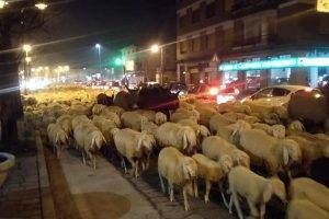 gregge pecore bollate varesina 300x200