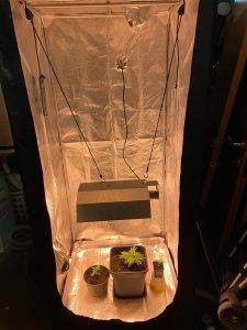 La serra per la coltivazione 225x300