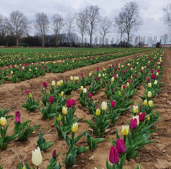Coronavirus, il campo di tulipani di Arese resta chiuso: “Faremo donazioni all’ospedale di Garbagnate” Tulipani Italiani1