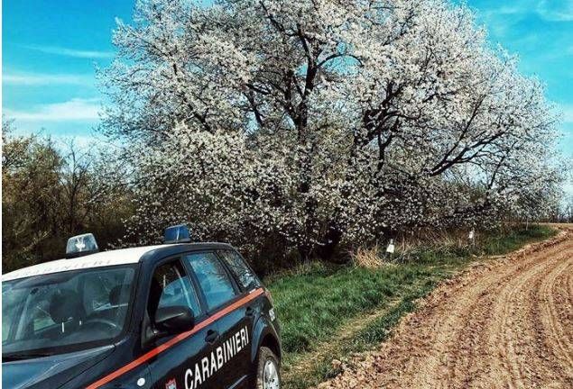 Coronavirus, il ciliegio secolare di Besana Brianza: sorvegliato speciale a Pasqua e Pasquetta ciliegio besaan brianza