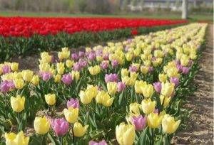 tulipani arese 2 300x204