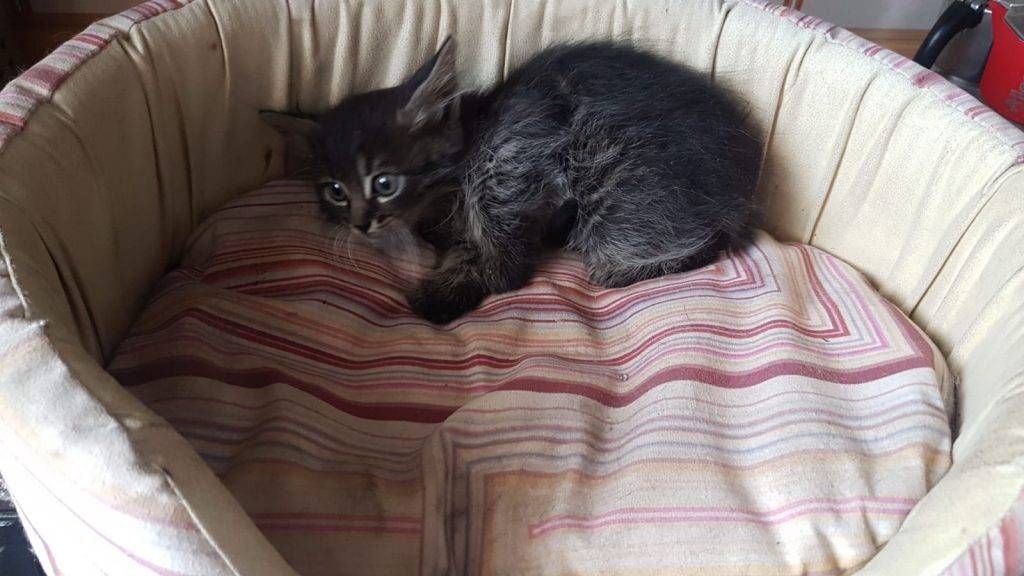 Da Milano a Bollate con un gatto nel motore: i pompieri salvano il cucciolo | FOTO pompieri gatto 2 1024x576