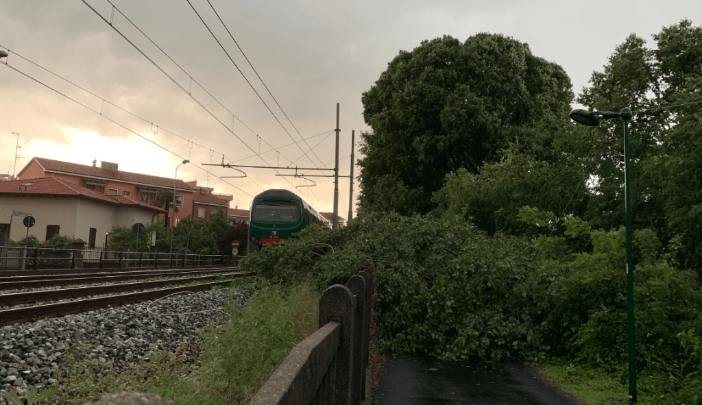 albero paderno 1 1024x591