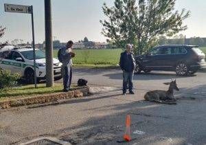 cervo abbattuto 300x211