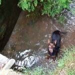 cogliate vigili del fuoco cane