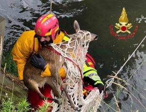 vvfcapriolo3 300x231