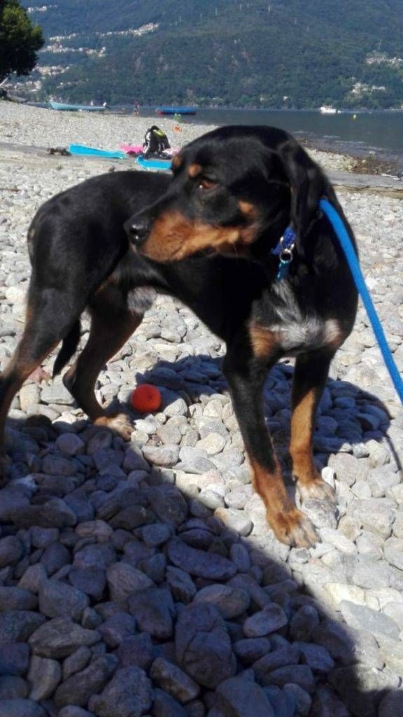 Cormano cane scappato