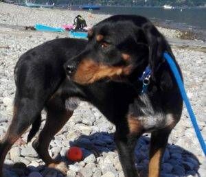 Cormano cane scappato