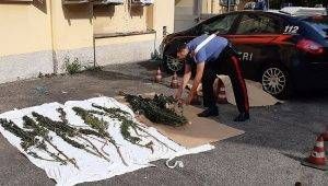 Saronno Marijuana
