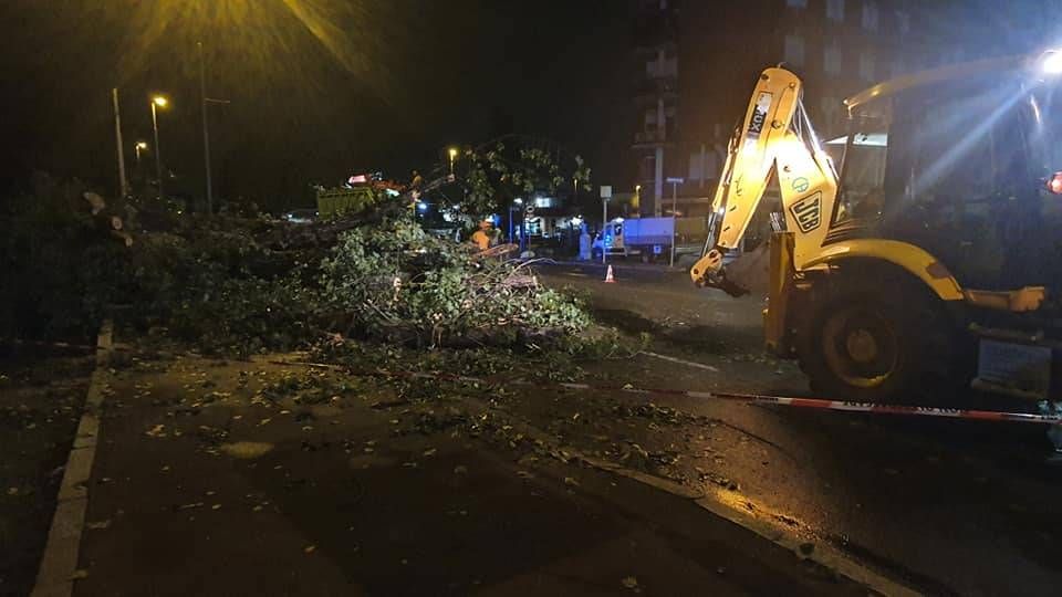 Nubifragio, rimosso l’albero caduto a Baranzate: Varesina aperta. Danni a Novate albero caduto baranzate 4