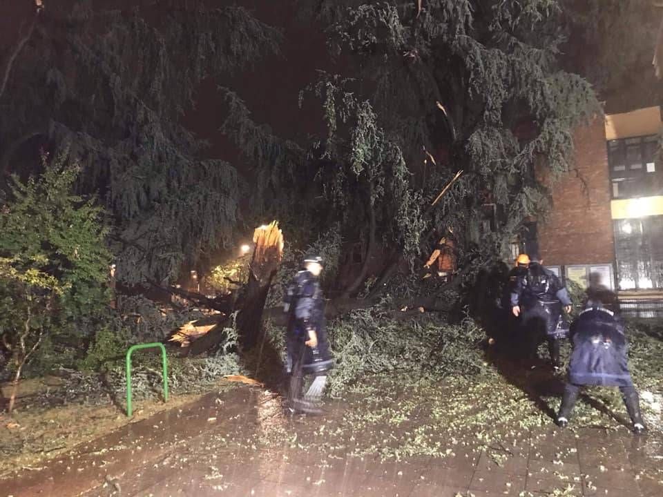 Nubifragio: spezzato il pino davanti al comune di Cormano, a Cusano vola grondaia cormano pino comune