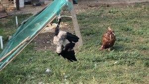 cornacchia paderno 300x169