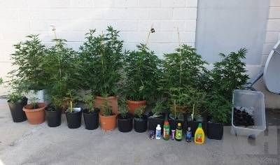 Garbagnate, piantagione casalinga di marijuana: arrestato caronnese Garbagnate piantagione marijuana