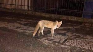 C969D11B A302 48A7 90FE 86175E4BA215 300x169