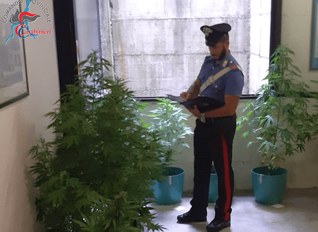 Piante di marijuana in casa e resistenza, un arresto e una denuncia dei carabinieri di Mozzate mozzate marijuana
