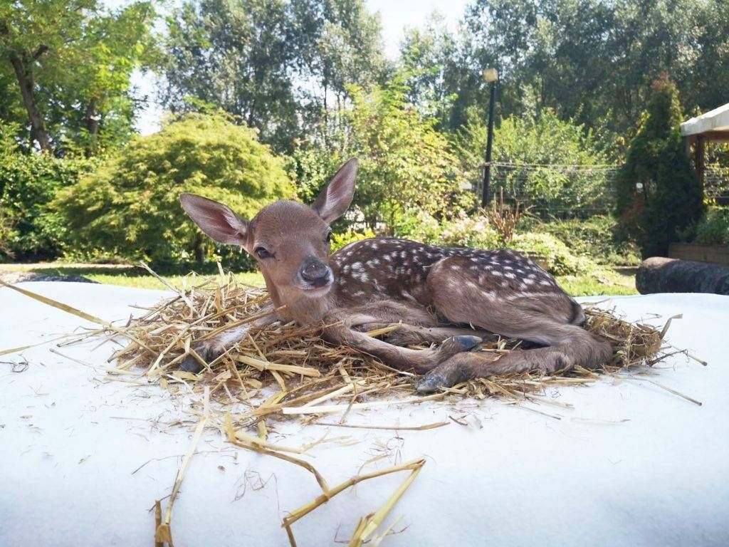 daino bollate 1024x768