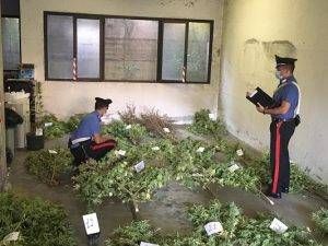 limidocomasco 300x225