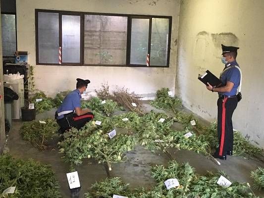 Limido Comasco, coltivazione e spaccio di marijuana tra i nomadi. Un arresto e due denunce limidocomasco