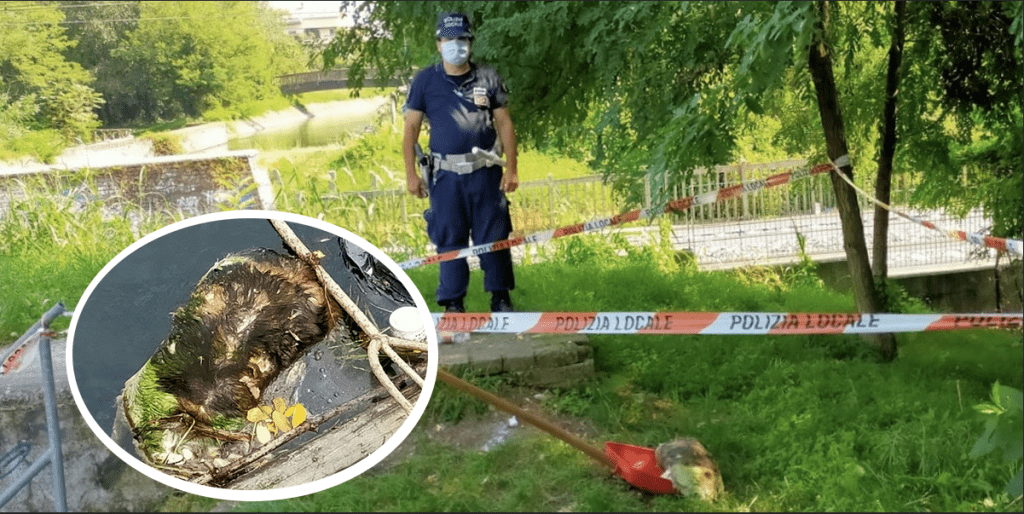 Paderno, choc nel Villoresi: trovato un cane decapitato. Chi l’ha ucciso? paderno cane morto decapitato villoresi 1024x514