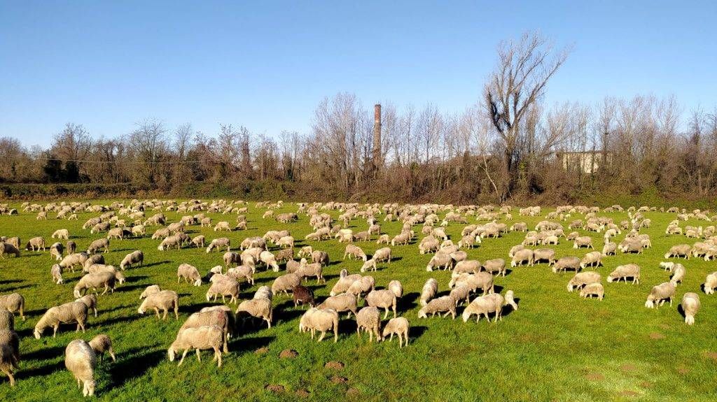Bollate, sorpresa dopo Natale: a Castellazzo arriva un gregge di pecore gregge pecore bollate castellazzo 1024x575