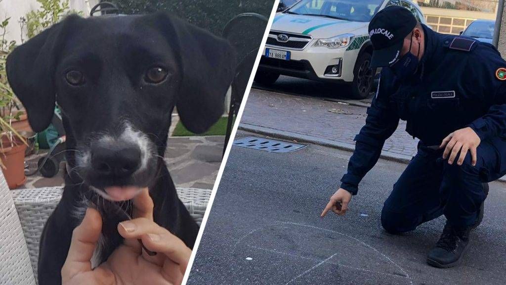 cane paderno 1024x576