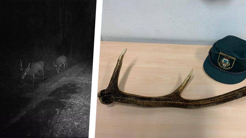 cervi parco groane 1024x576