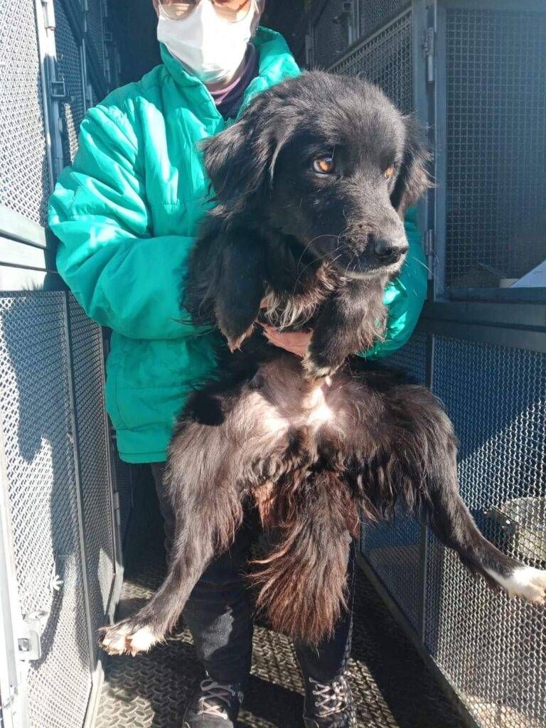 A Origgio è già tempo di prenotare la Festa di Natale cani 1 768x1024