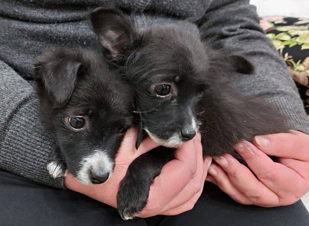 Cani buttati in un cassonetto, li adotta una famiglia di Caronno WhatsApp Image 2021 02 23 at 17.39.55 1024x749