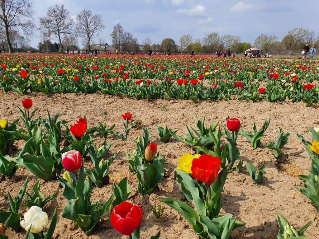 tulipani arese