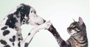 colletta animale e1617869275630 300x157