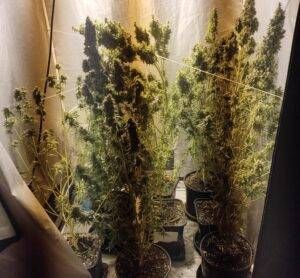 WhatsApp Image 2021 05 05 at 15.30.00 300x278