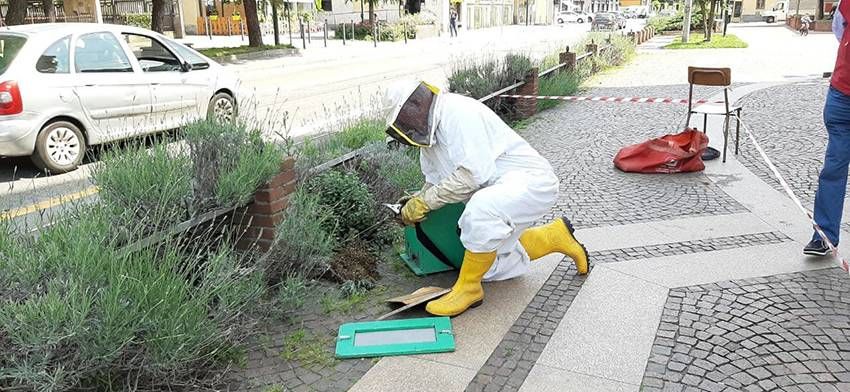 Paderno Dugnano, Giorgio Callegher in soccorso delle 3000 api di Cassina Amata | VIDEO Paderno Apicultore