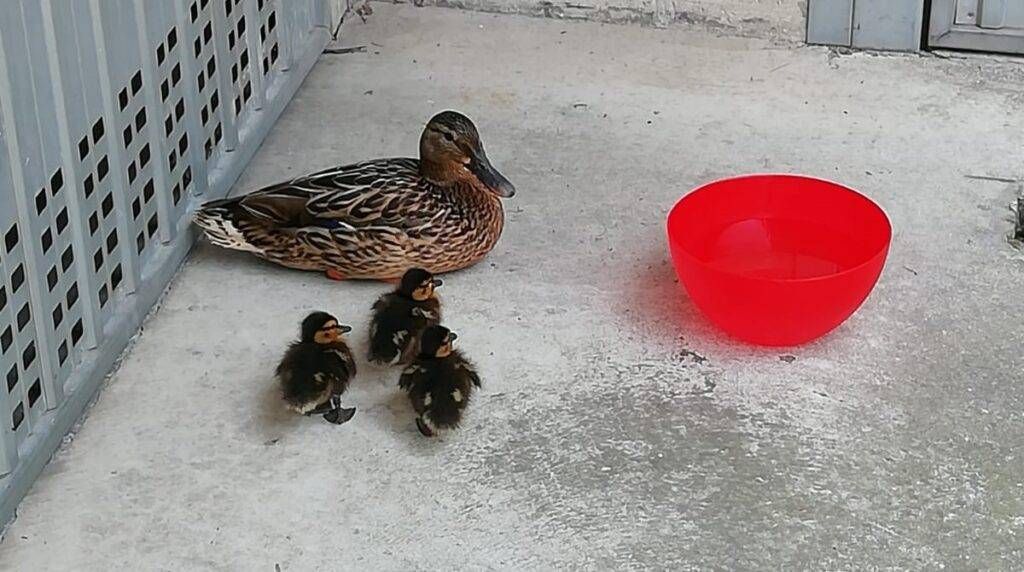 WhatsApp Image 2021 06 17 at 14.30.21 1024x572