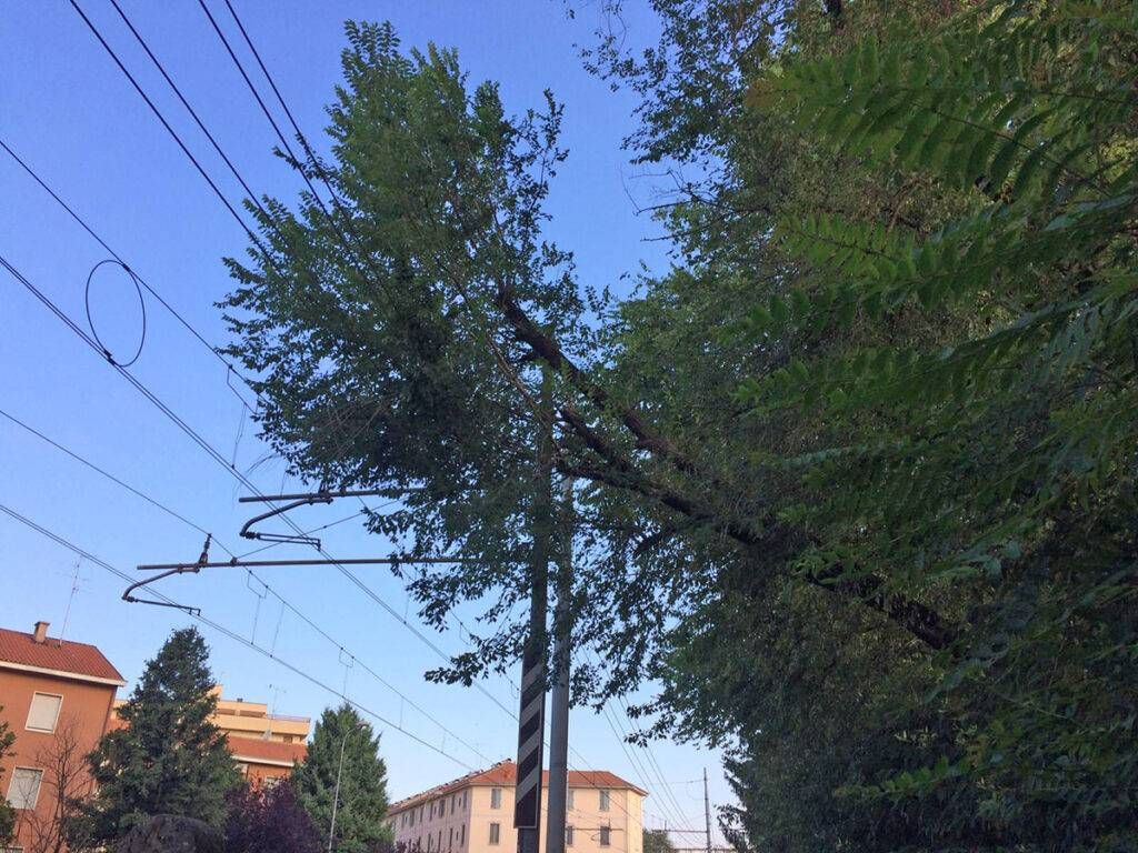 albero paderno treni 1024x768