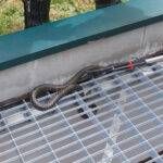 Garbagnate allarme serpente