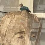 Bollate pappagallo municipio