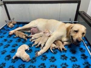 Limbiate Lions cani guida non vedenti