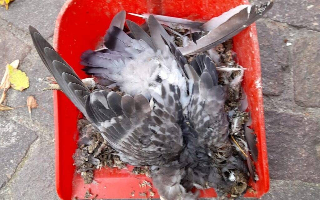 piccioni morti 1024x641