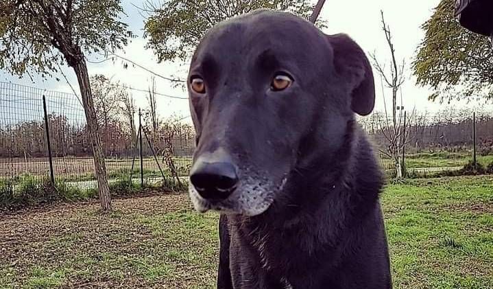 Prima lo adottano, poi lo restituiscono: da Uboldo la triste storia del cane Joy cane 2