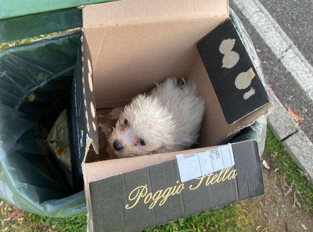 Morta la cagnolina abbandonata tra i rifiuti a Cesano Maderno cagnolina cesano maderno